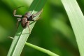 Araignée crabe